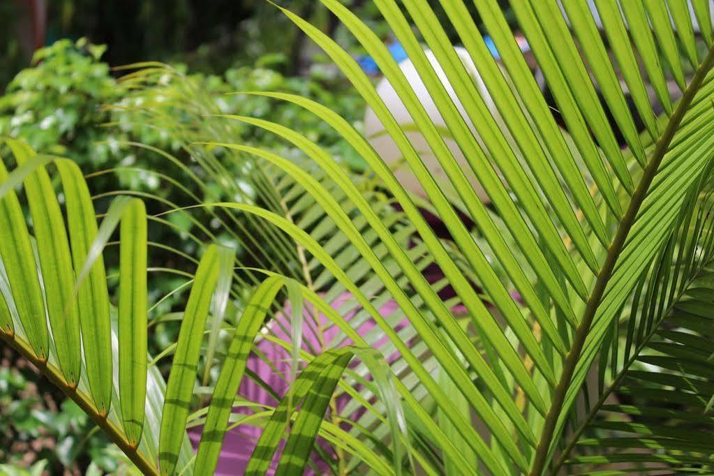 Bed and Breakfast Sugar Plum Macedo Palms Baga Exterior foto